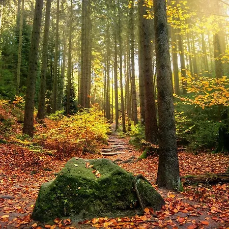 Haus Am Wald - Mit Garten & Hund In Der Saechsischen Schweiz *